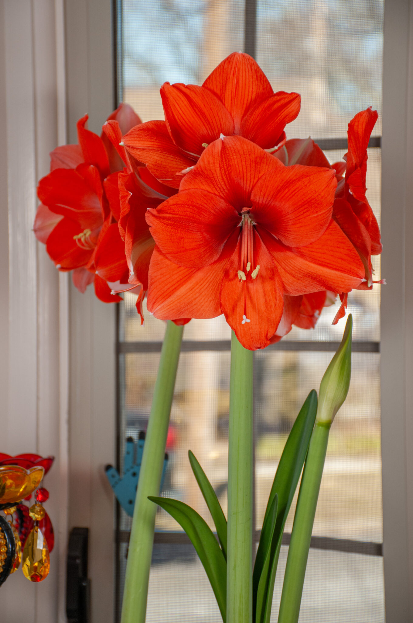 邦楽 amaryllis Horizon Amaryllis Bulbs | Always Wholesale Pricing