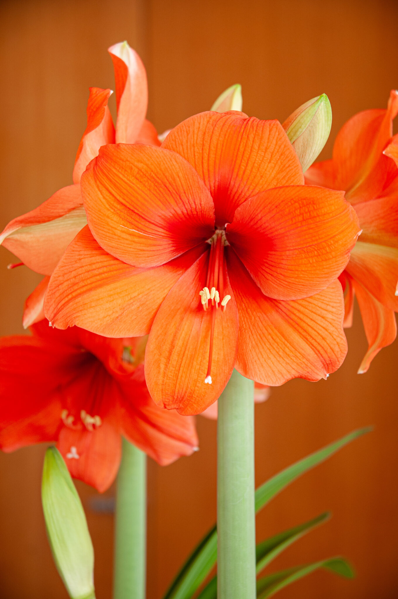 邦楽 amaryllis Amazon Amaryllis Collection | Gardener's Supply