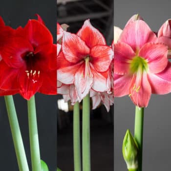 Caprice Amaryllis Bulbs | Wholesale Pricing | Colorblends®