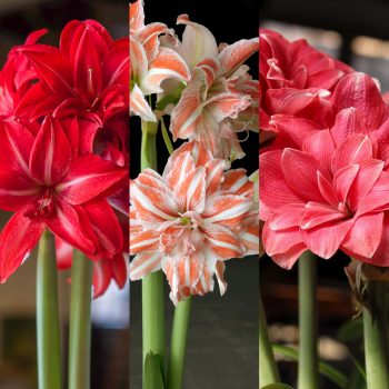 Amplitude Amaryllis Bulb Colorblends