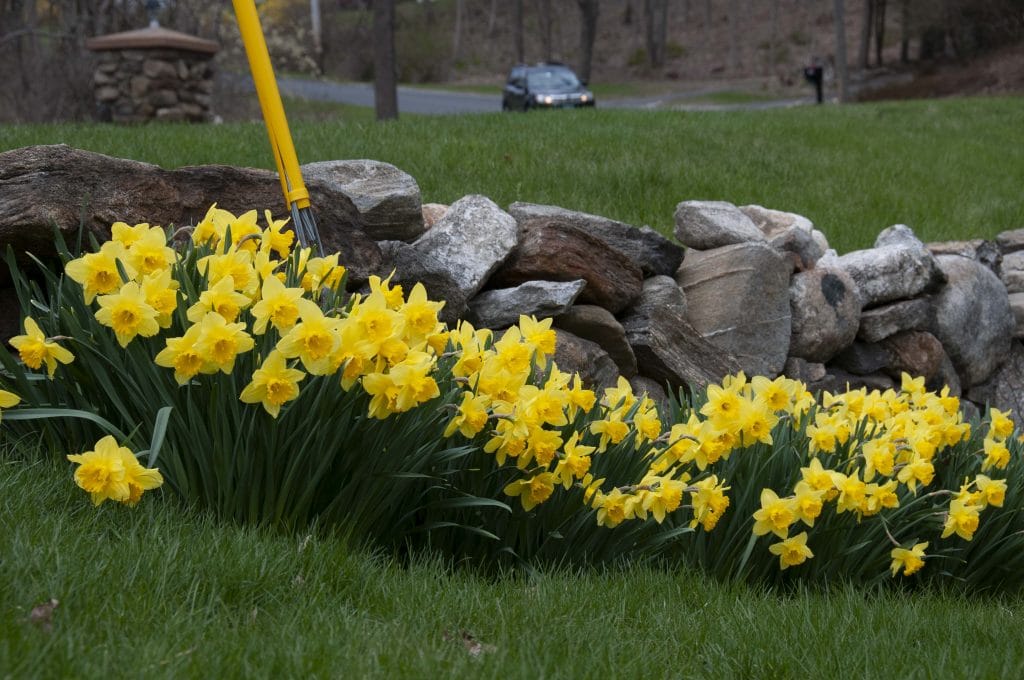 Carlton daffodils