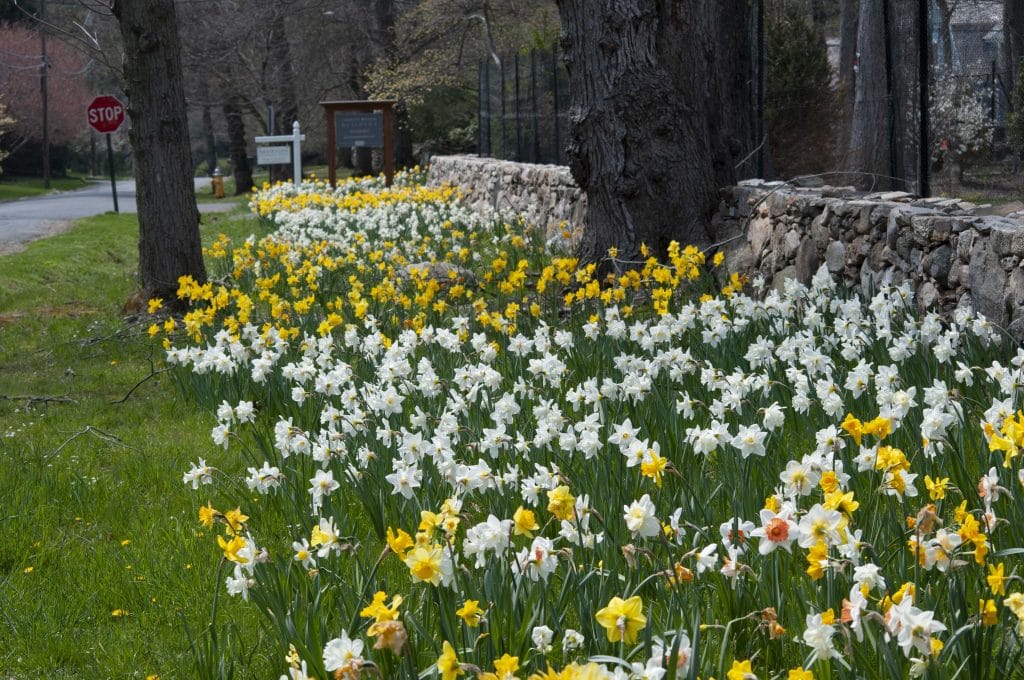 Landscape-size daffodils