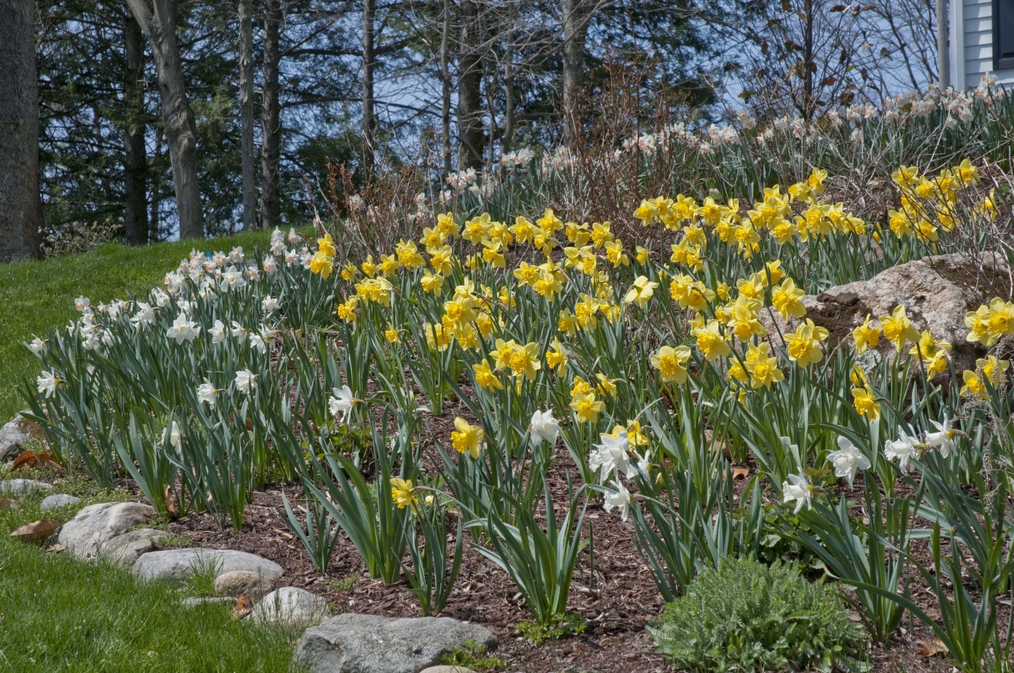 Mount Hood and Carlton daffodils
