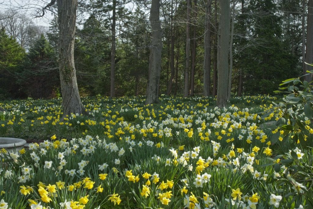 Naturalized daffodils