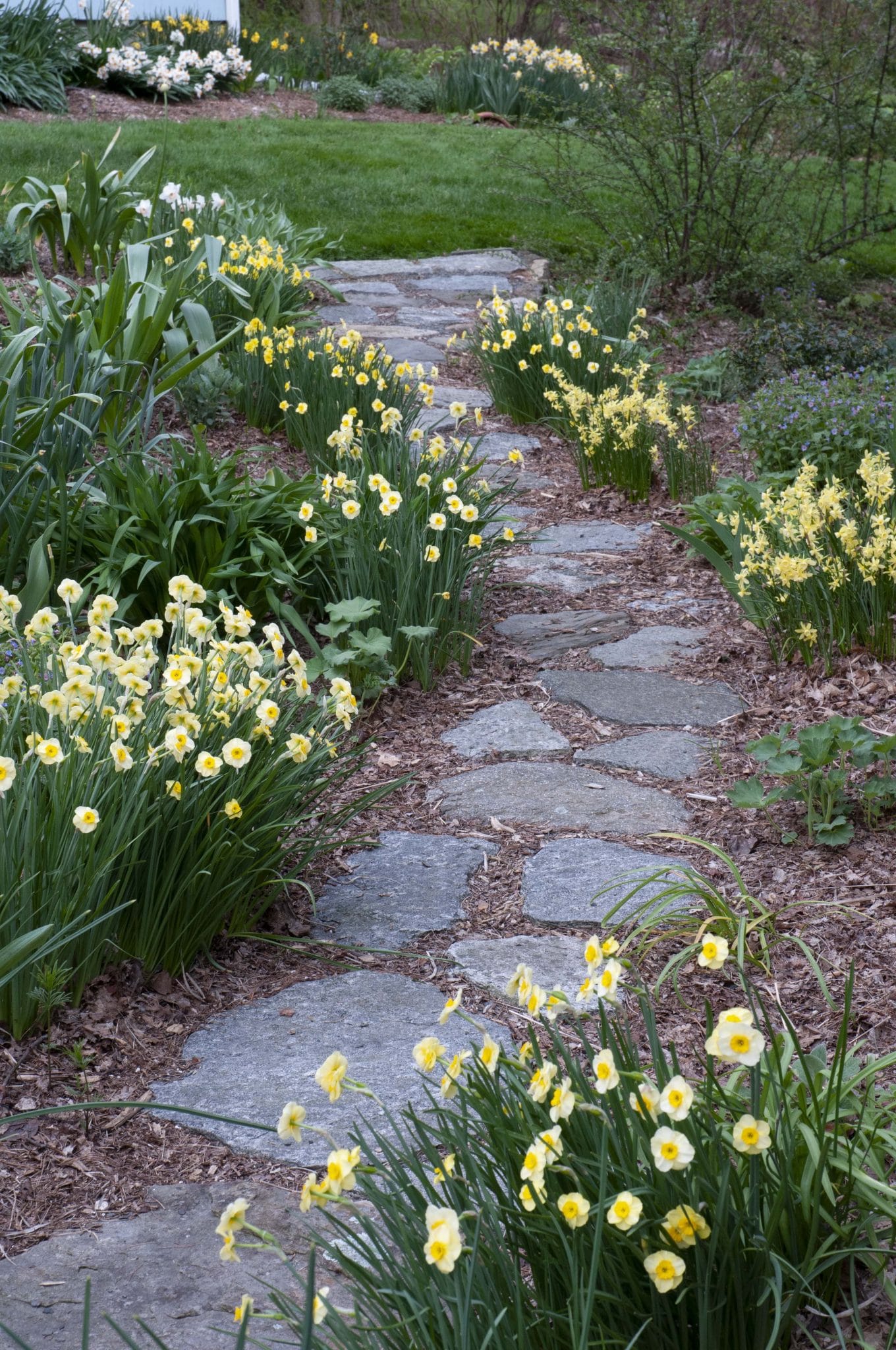 Sun Disc and Hawera daffodils