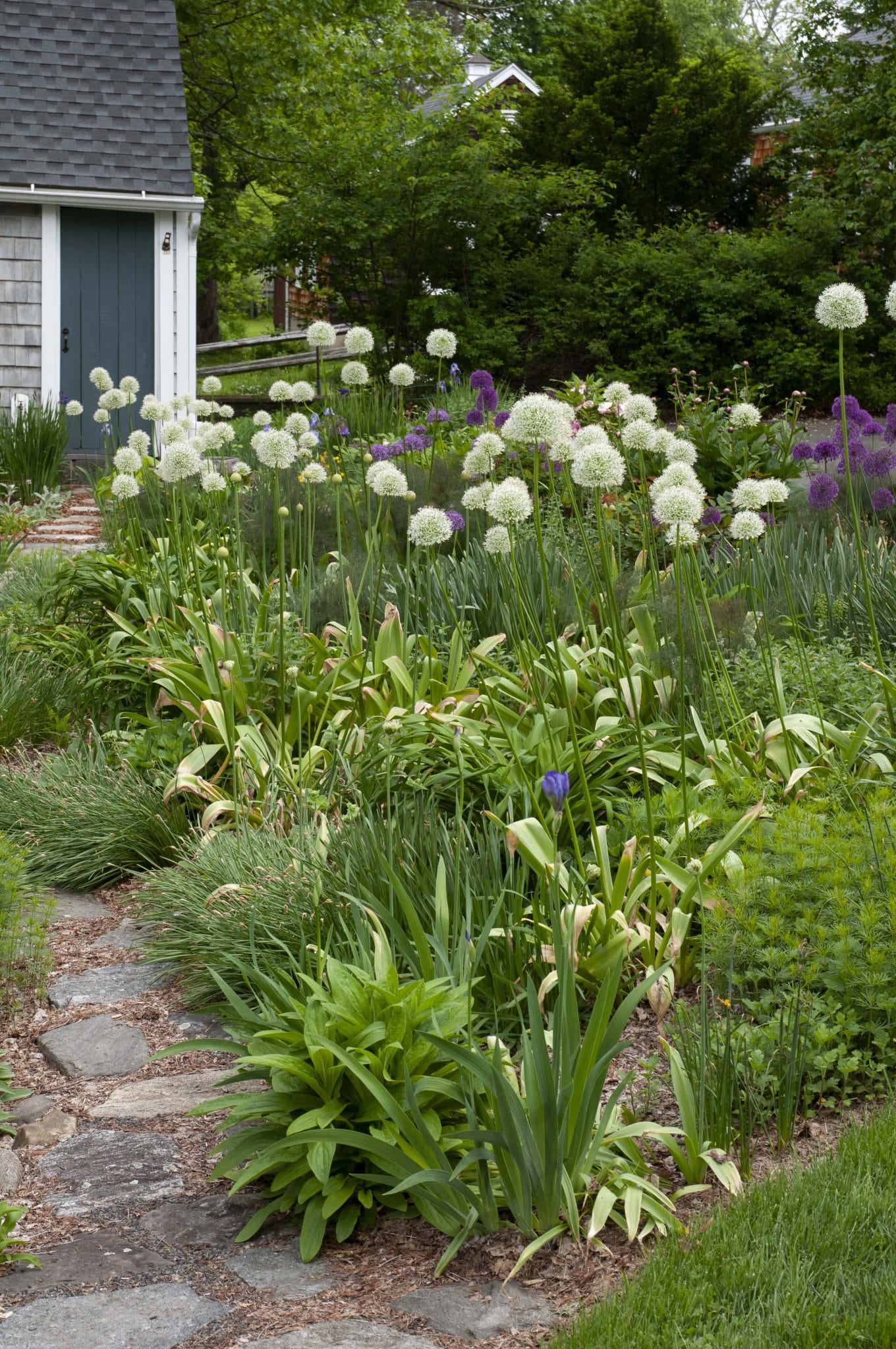 Mount Everest and Purple Sensation alliums