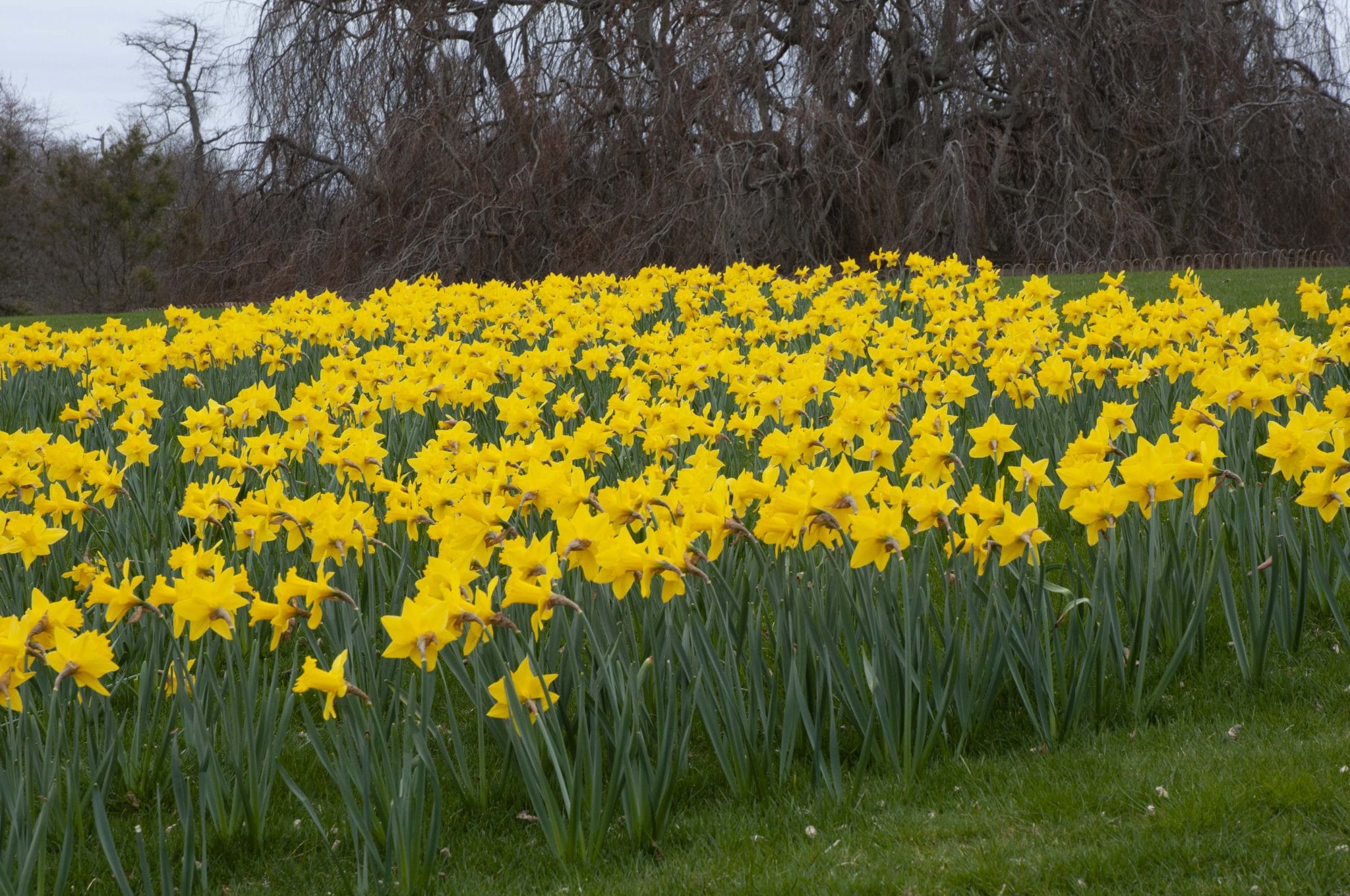 Yellow daffodils