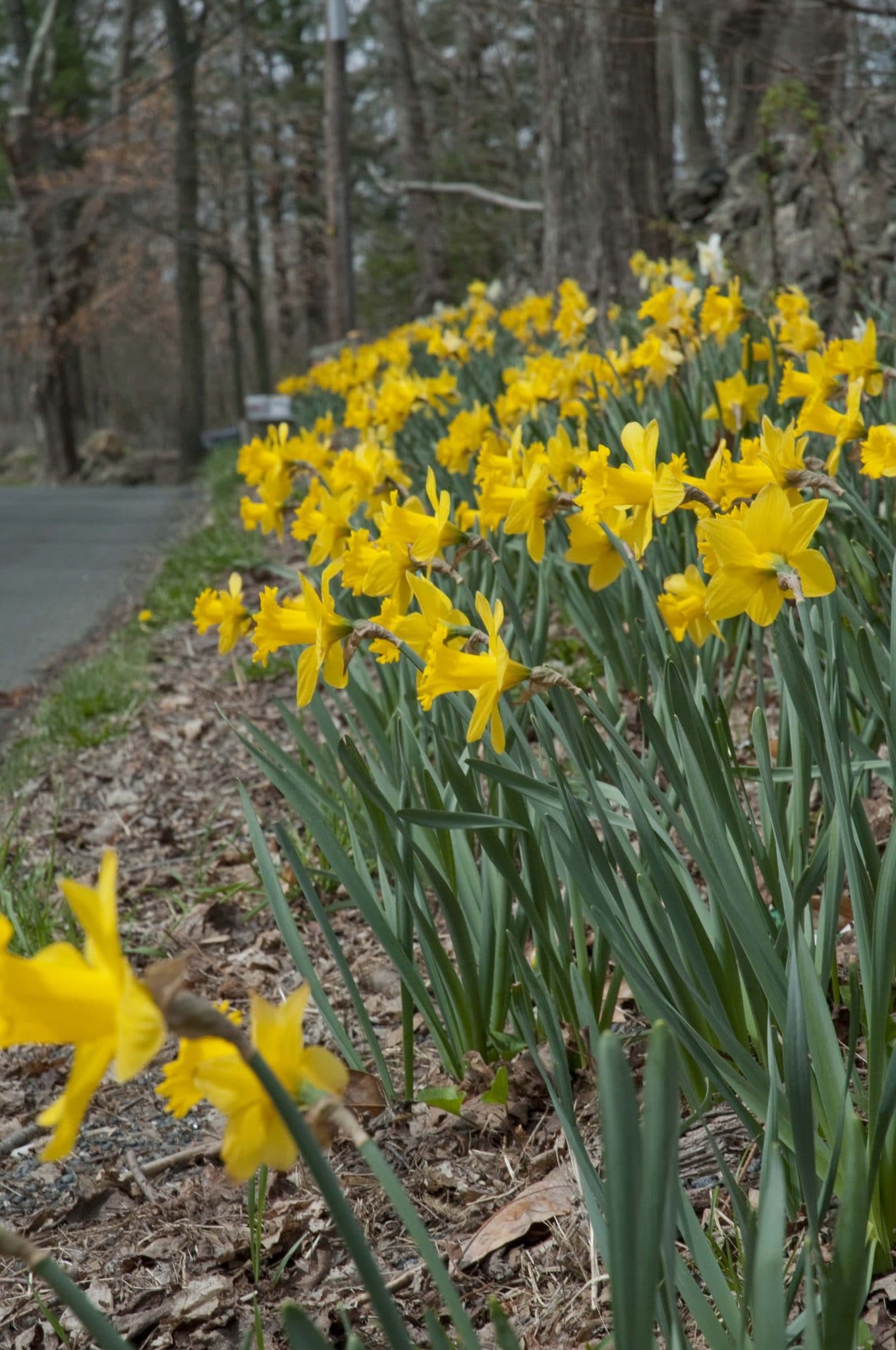 Dutch Master daffodils