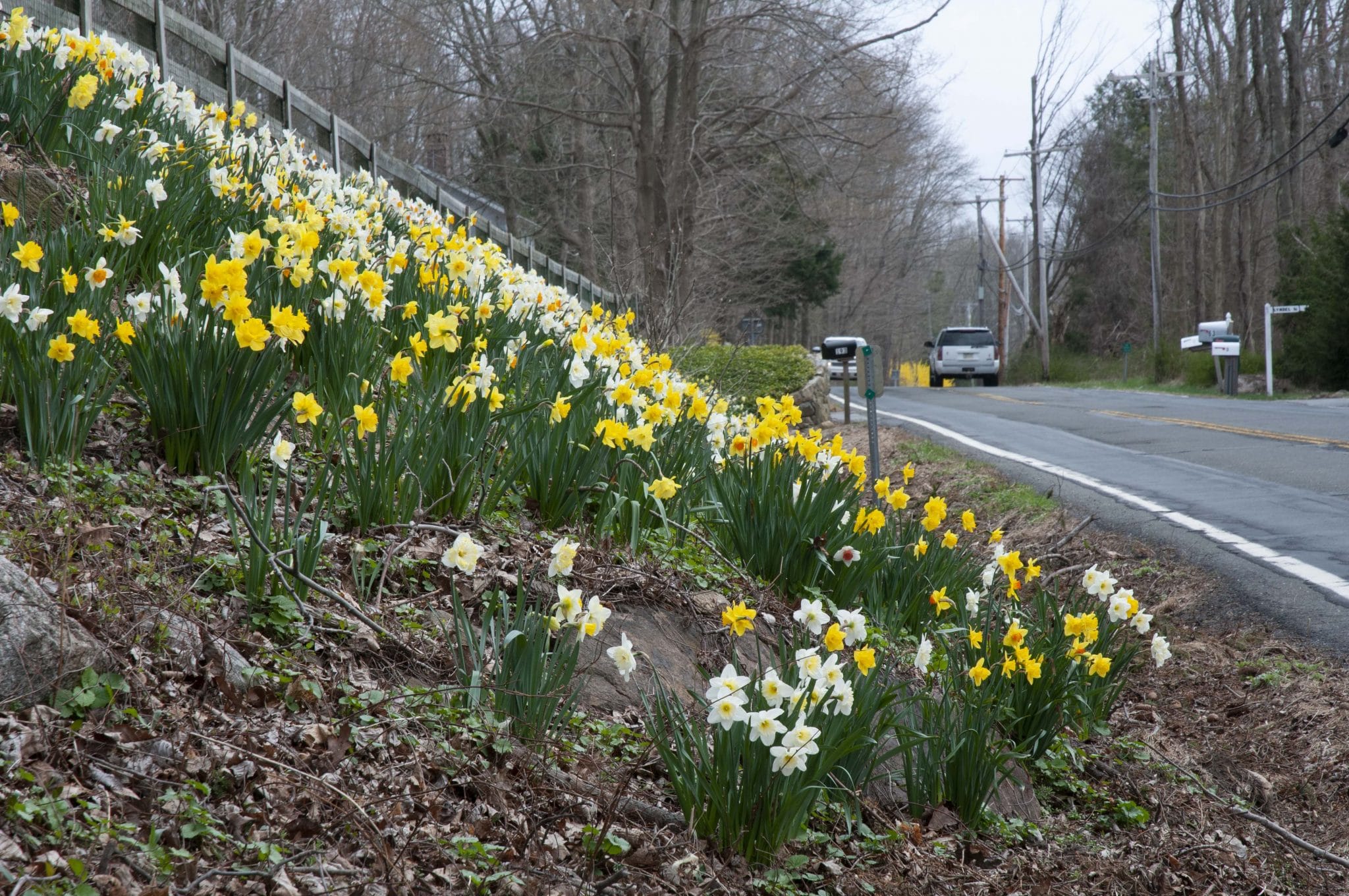 Spring Loaded daffodil blend