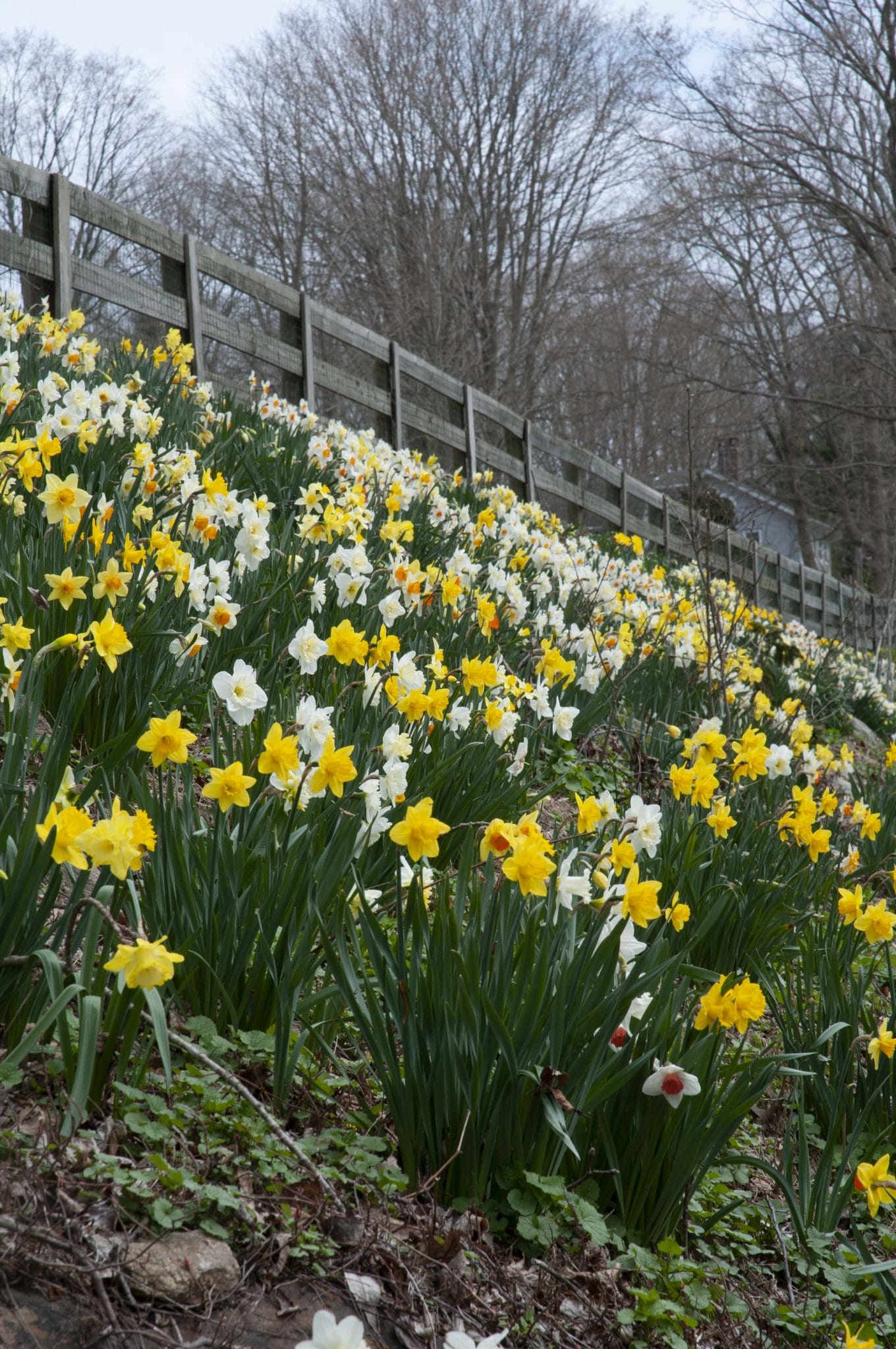 Spring Loaded daffodil blend