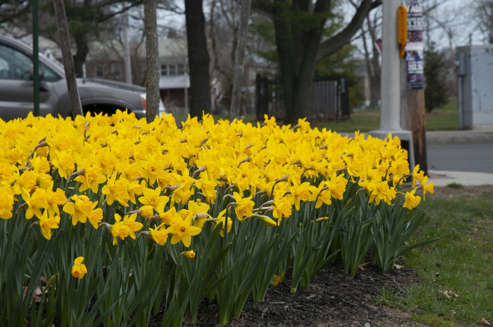 Roadside Yellow daffodils