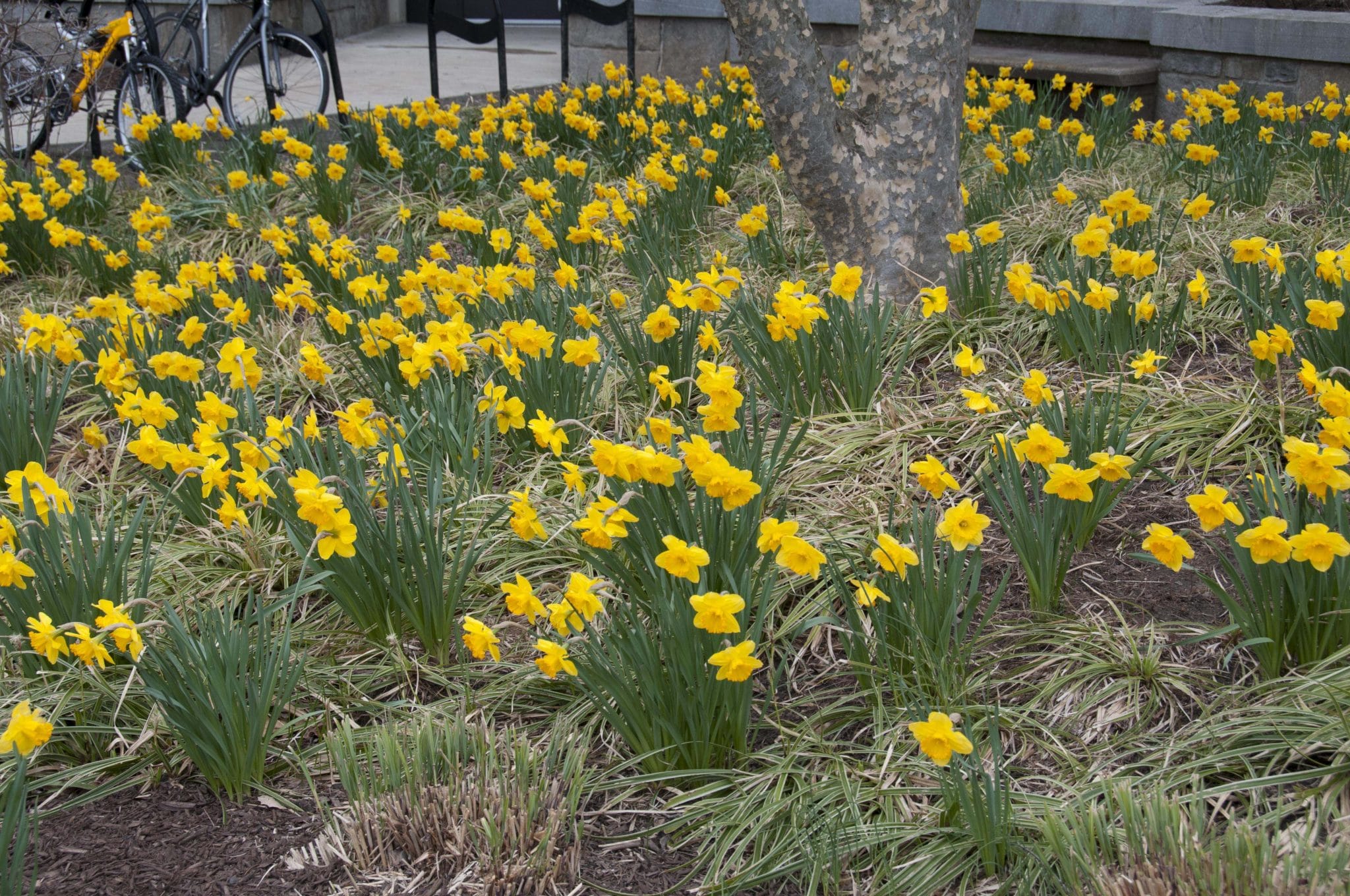 Daffodils with ornamental grasses
