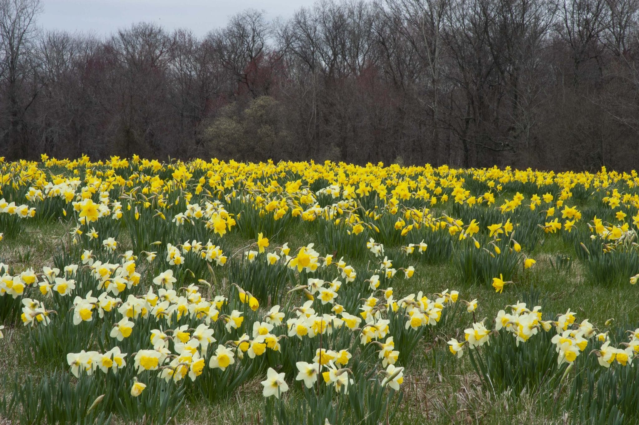 Naturalized daffodils