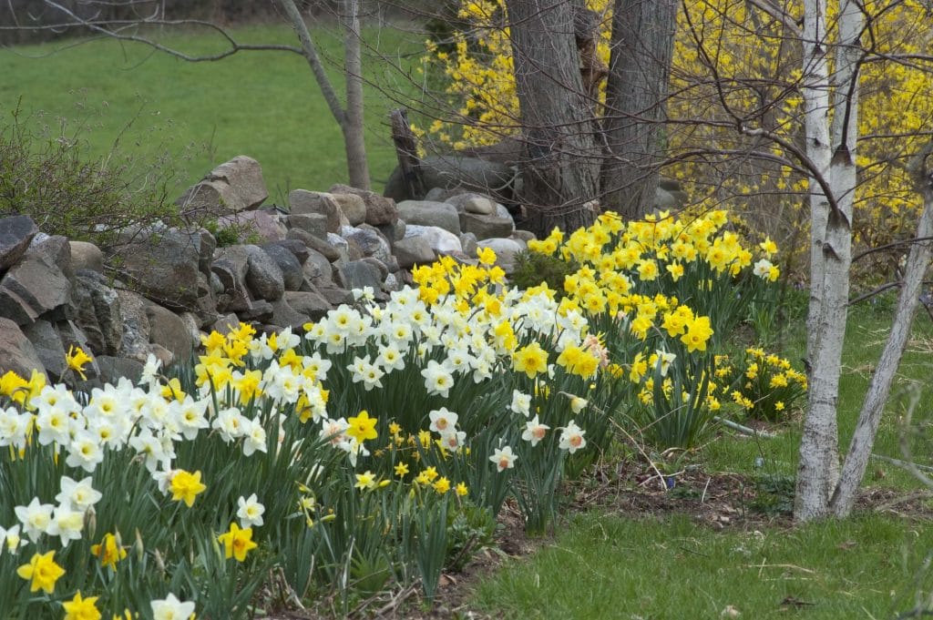 Mixed daffodils