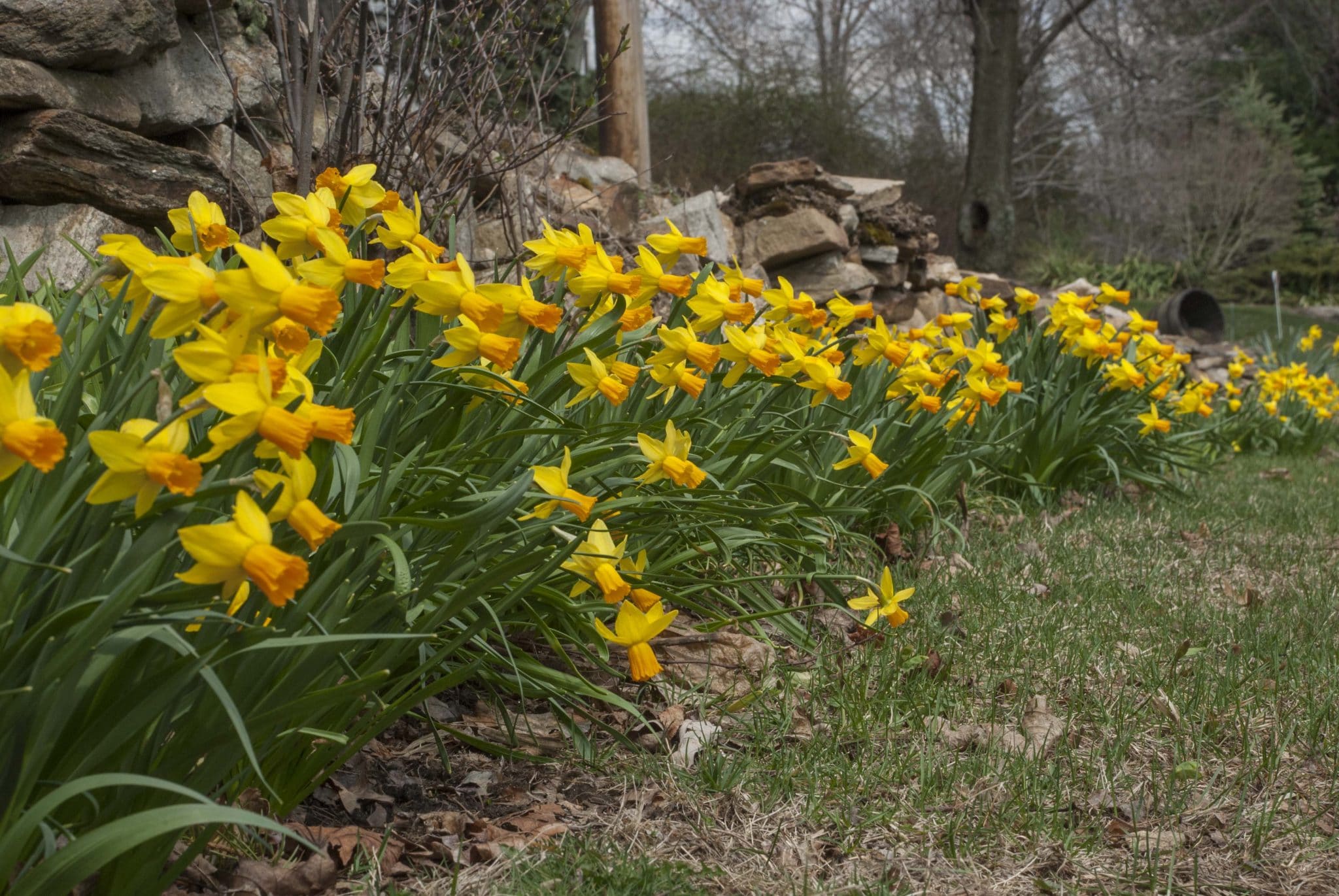 Jetfire daffodils