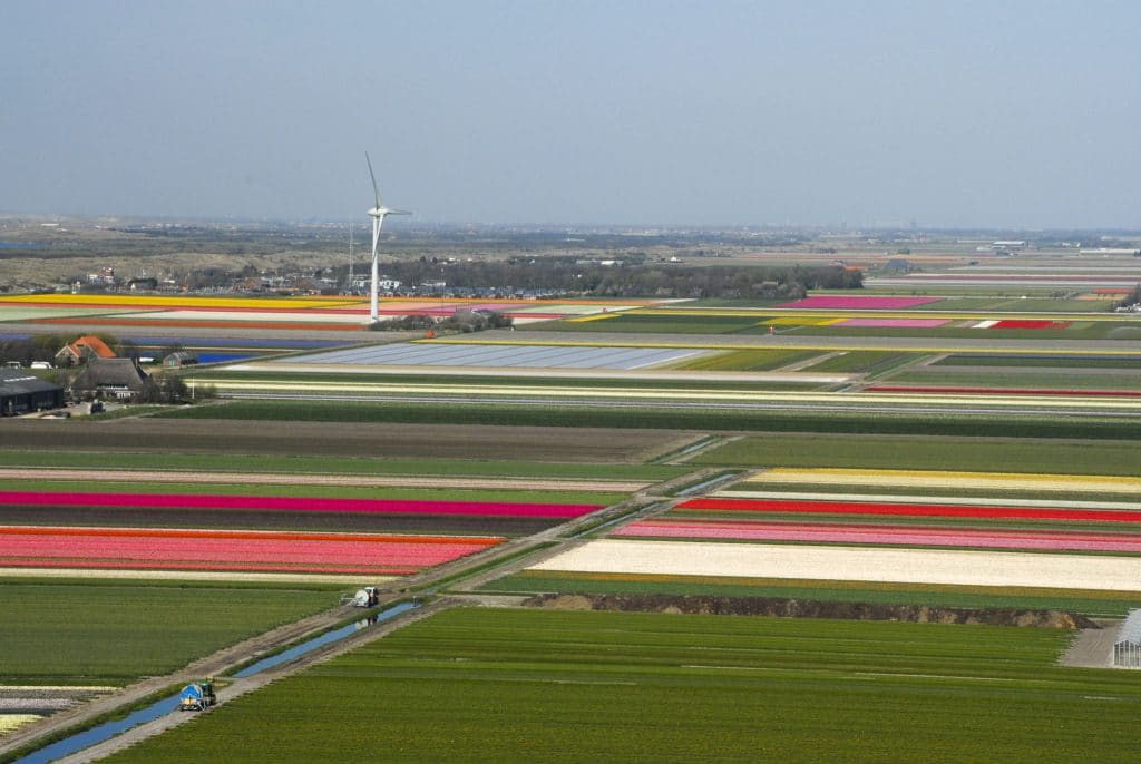 Holland tulip fields from above