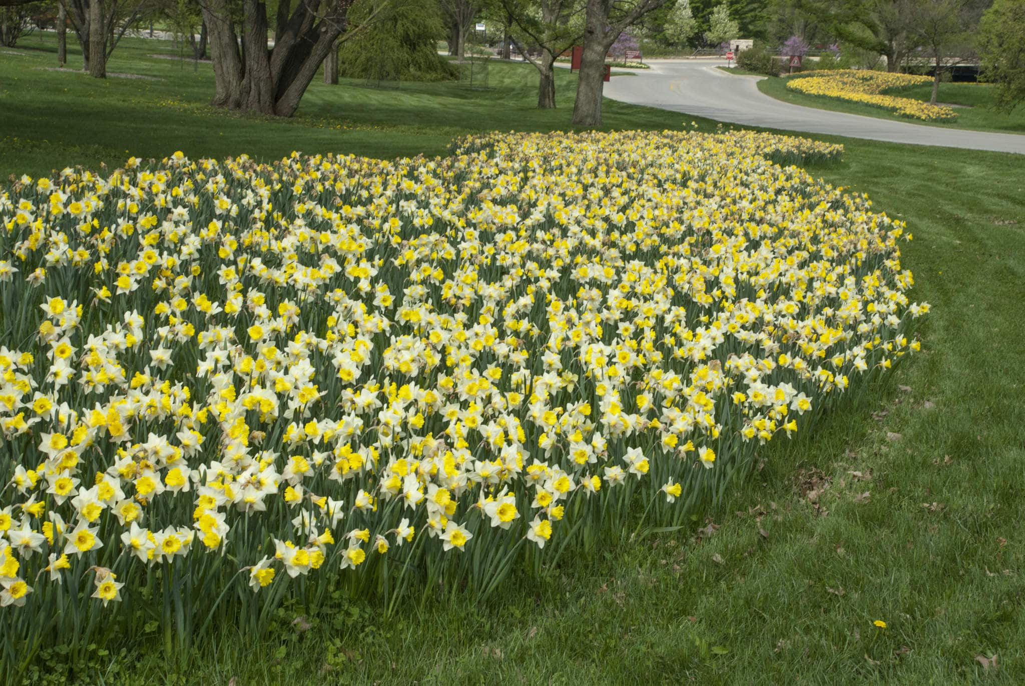 White-and-yellow daffodil