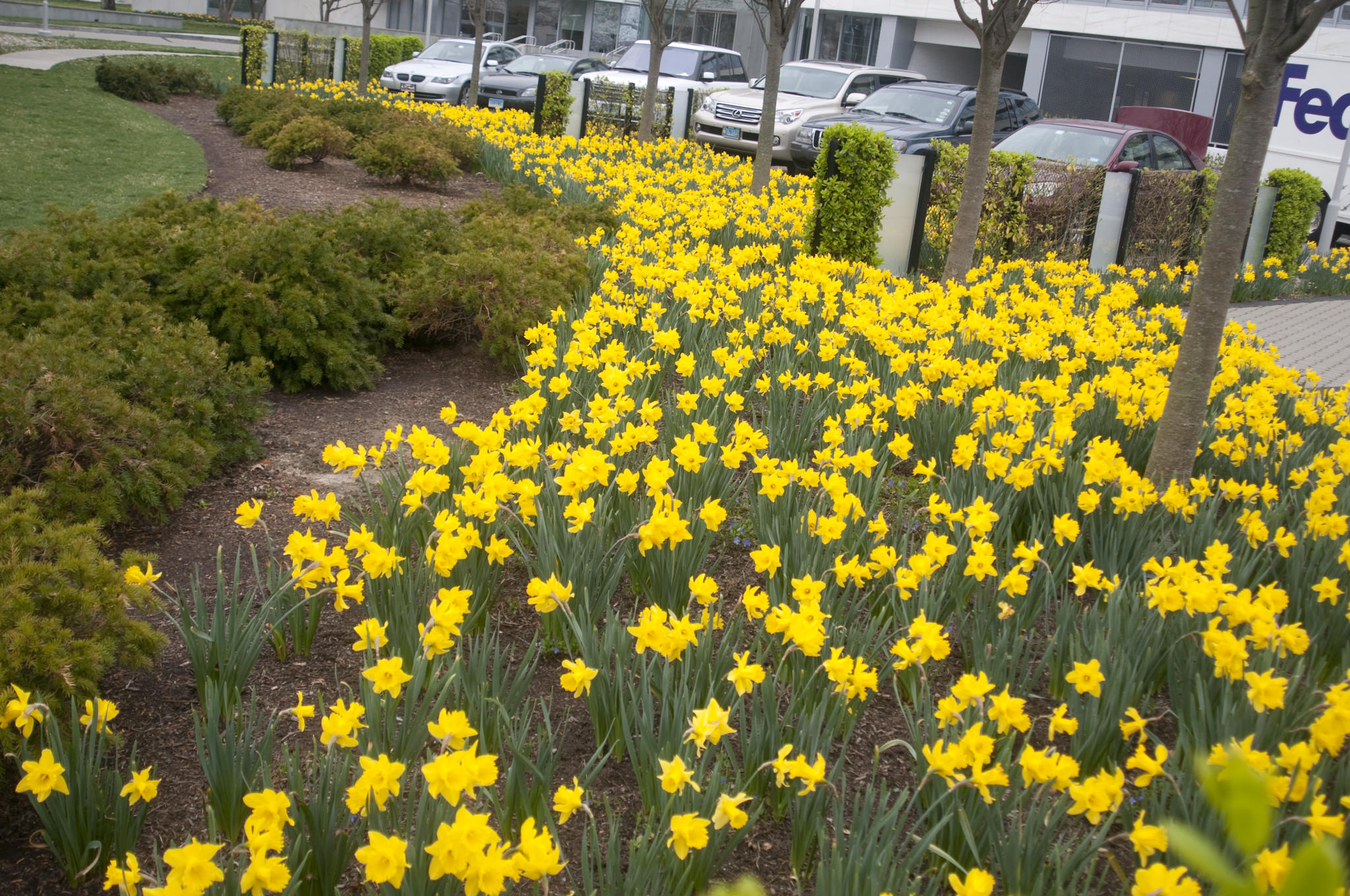 Yellow trumpet daffodils