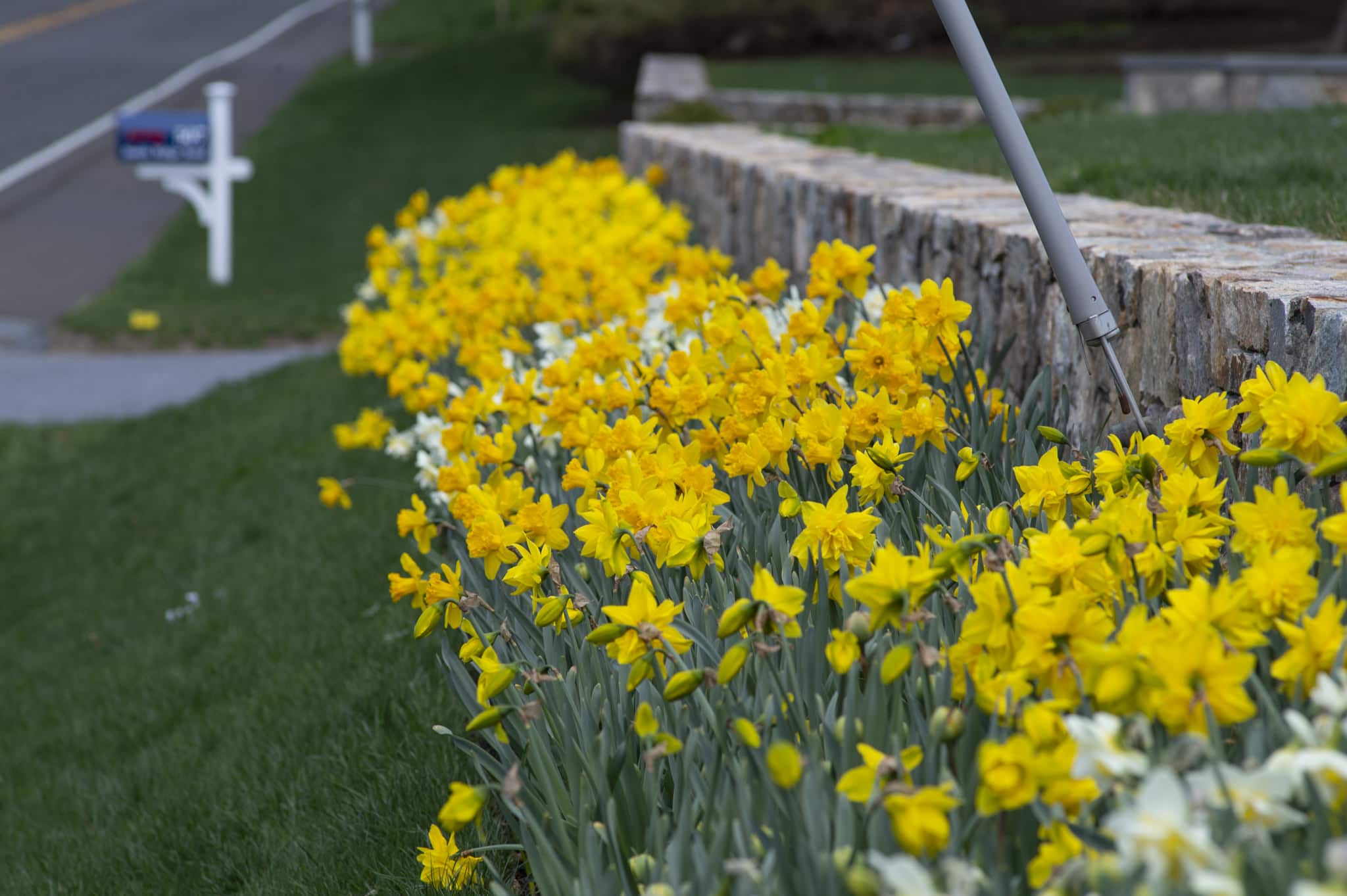 Mixed daffodils