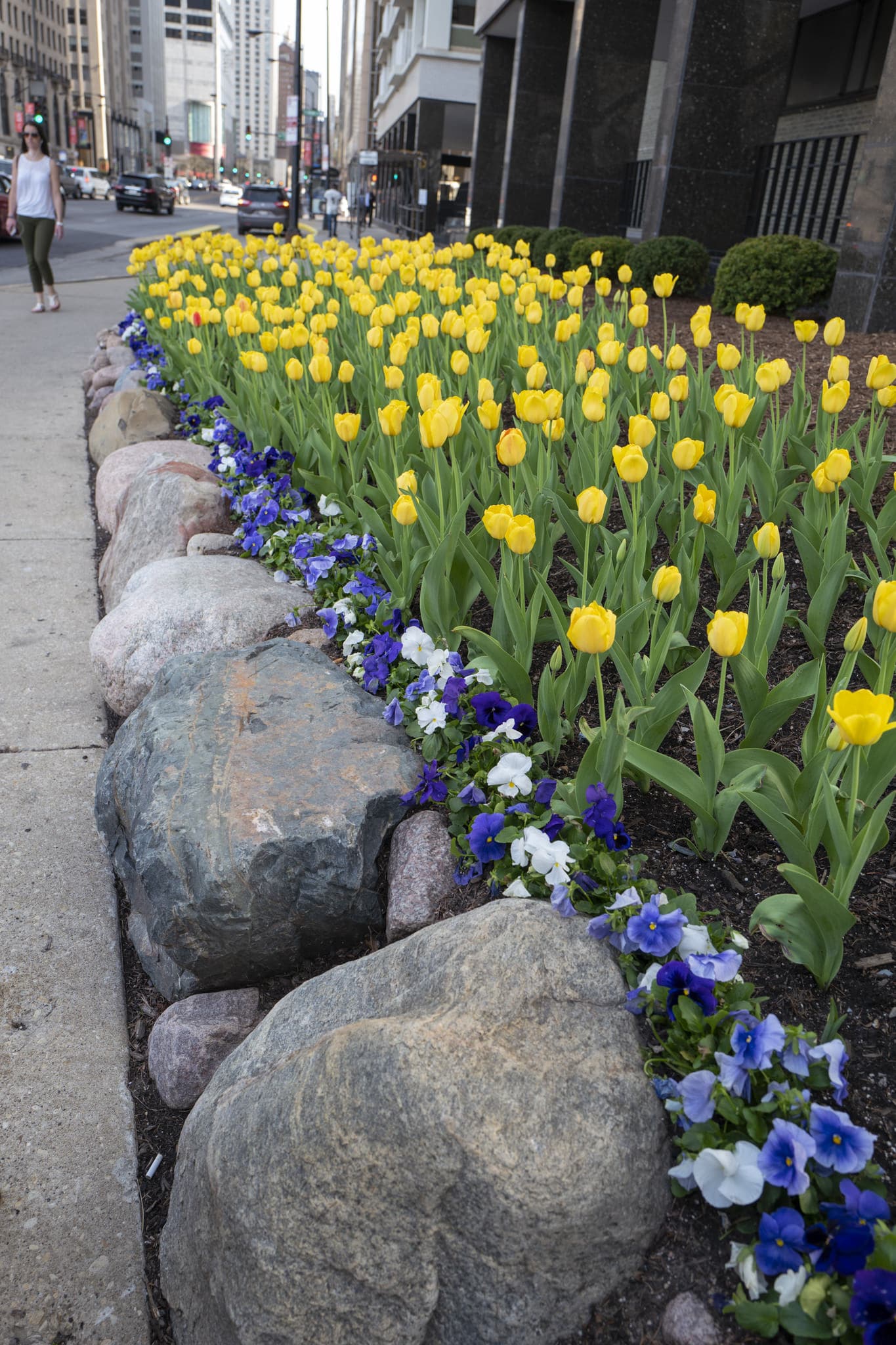 Best Yellow tulips