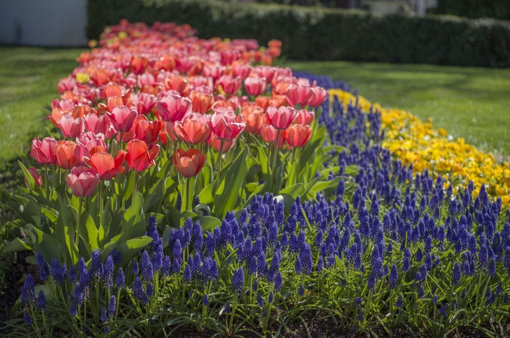 Gentle Giants tulip blend with Grape Hyacinths