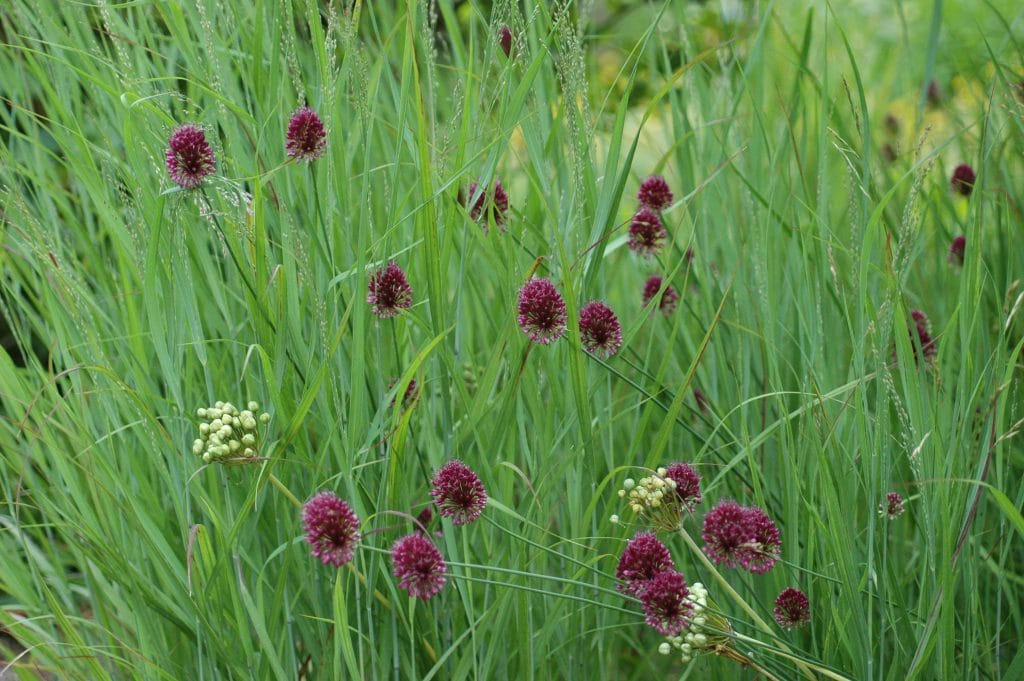 assent of bulbs