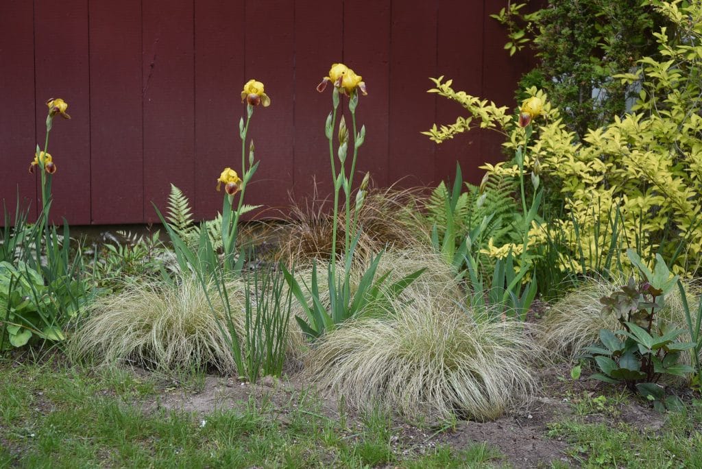 assent on bulbs