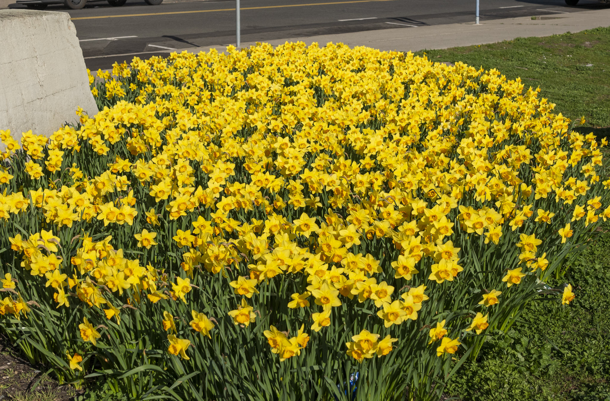 Fortune LS daffodils