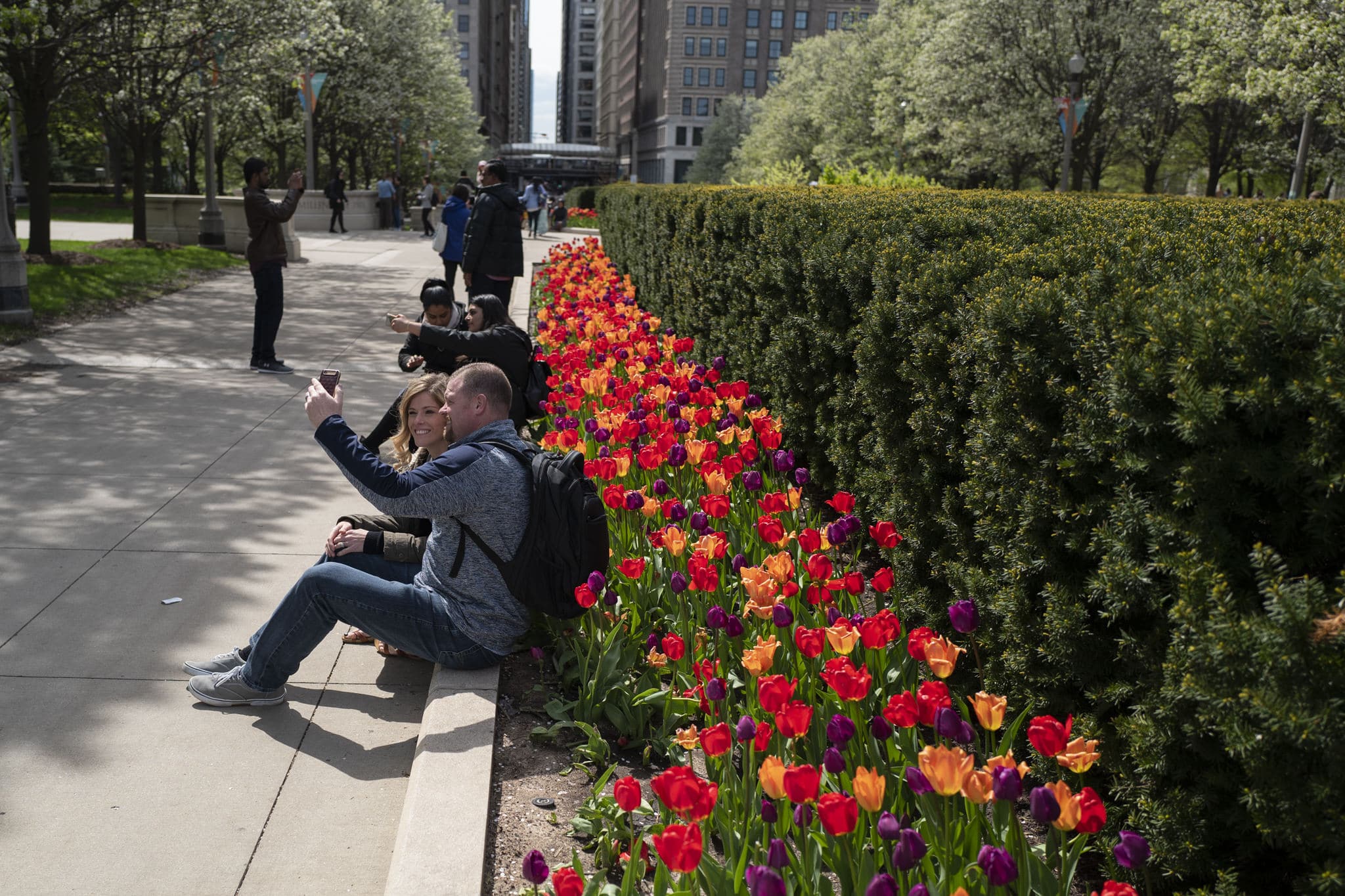 The Rainbow Coalition tulip blend