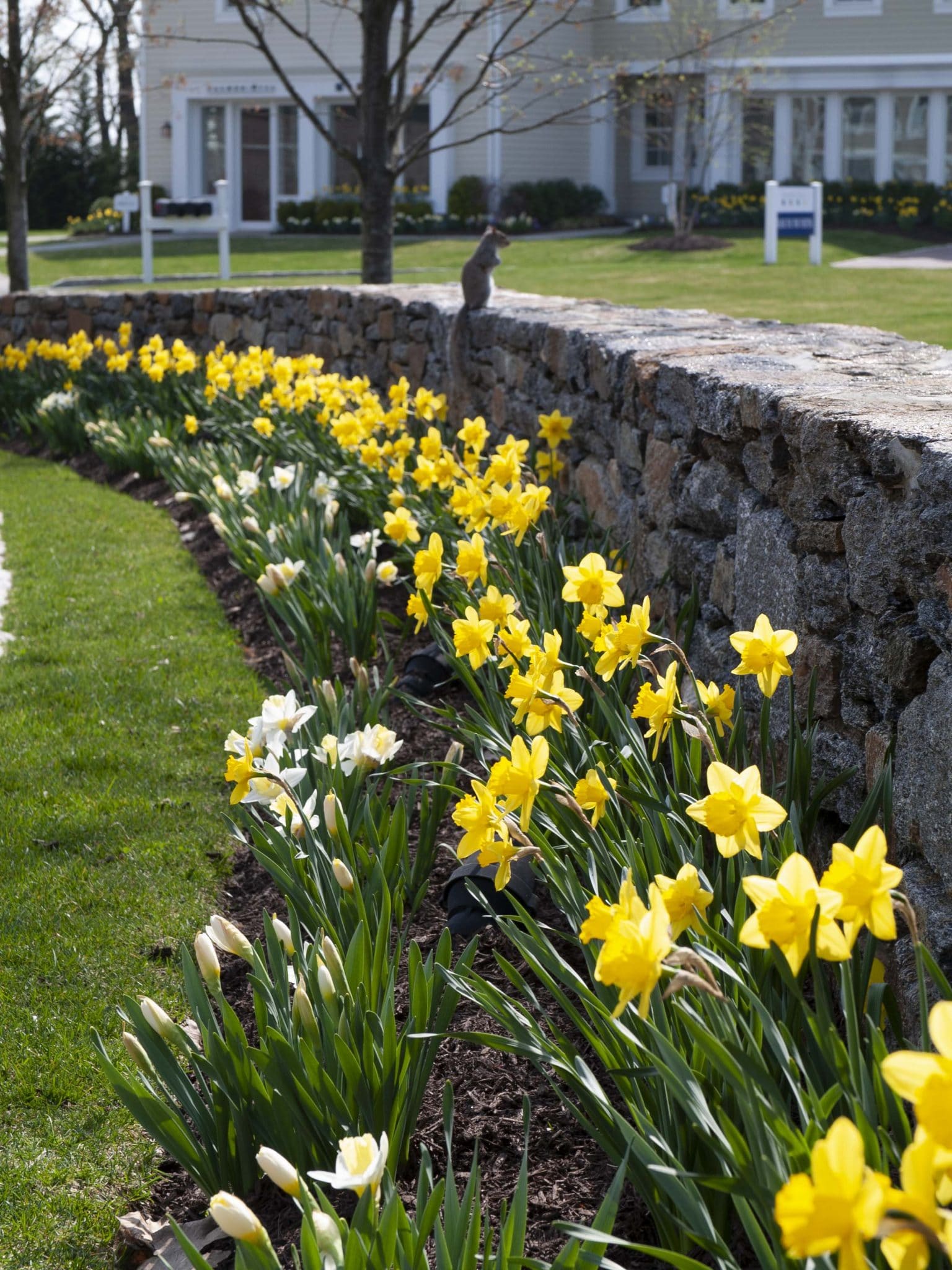 Mount Hood with yellow trumpet daffodils