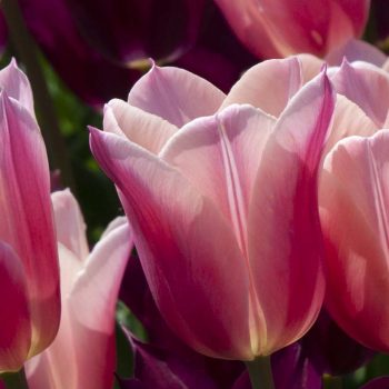 Sanne Tulip Bulbs Colorblends