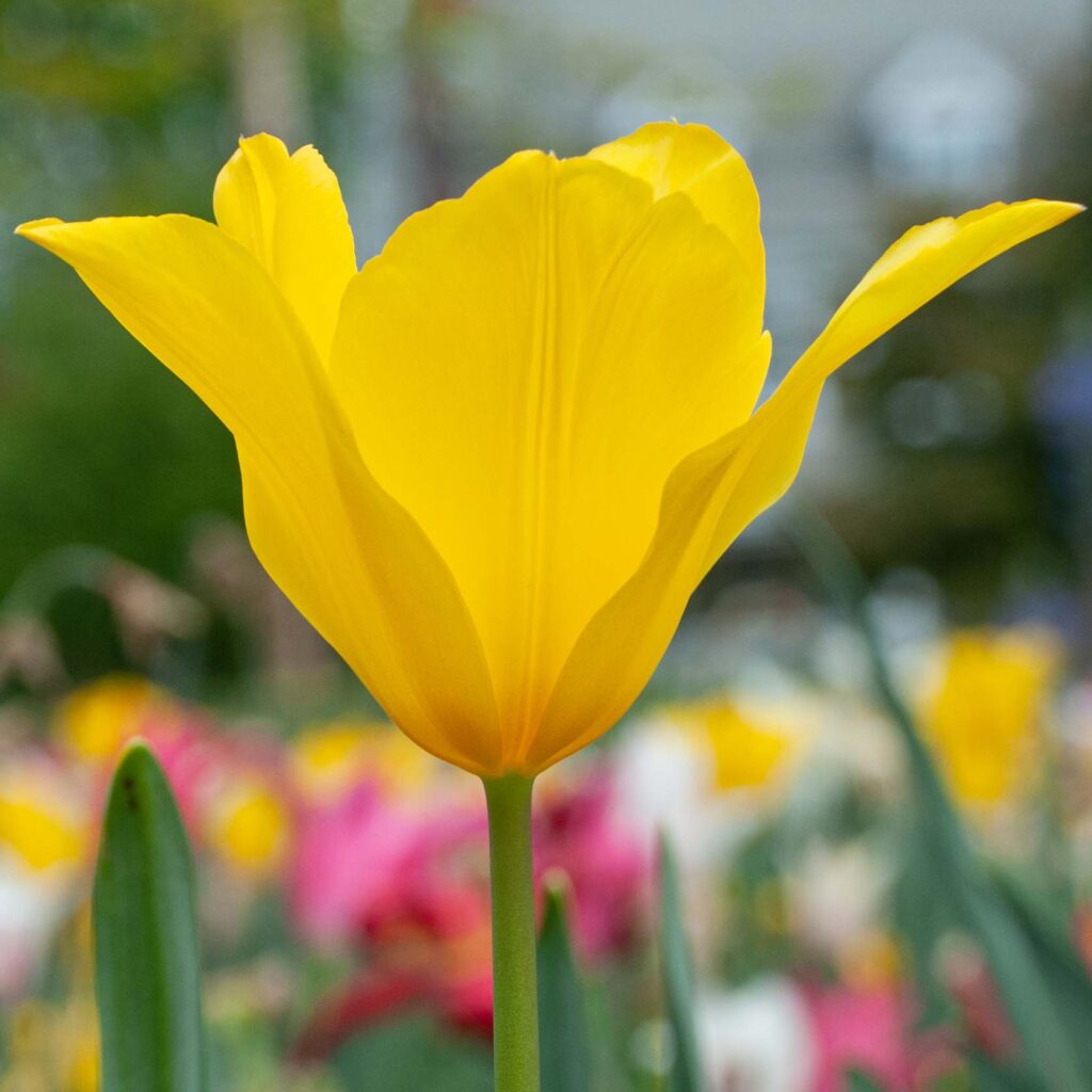 Yellow lily flowering tulip Inimitable from Colorblends