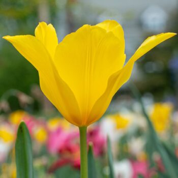 Yellow lily flowering tulip Inimitable from Colorblends