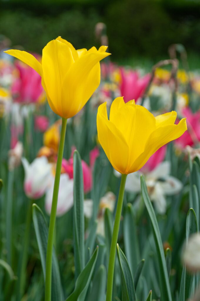 Yellow lily flowering tulip Inimitable from Colorblends