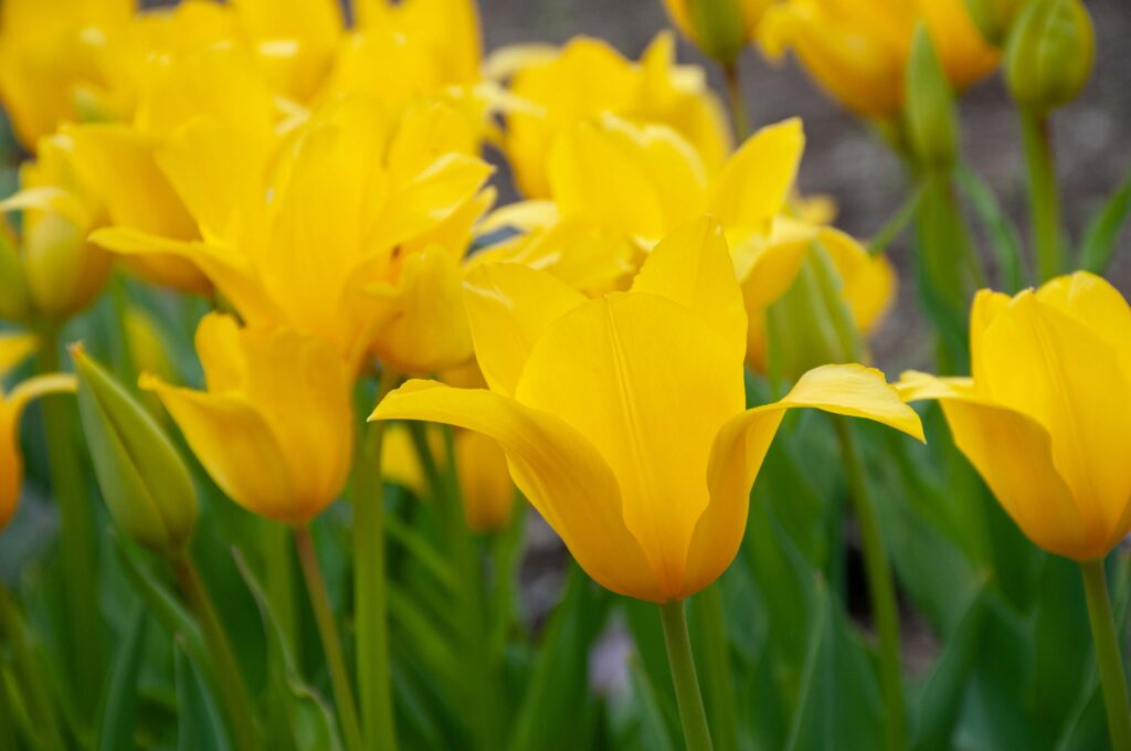 Yellow lily flowering tulip Inimitable from Colorblends