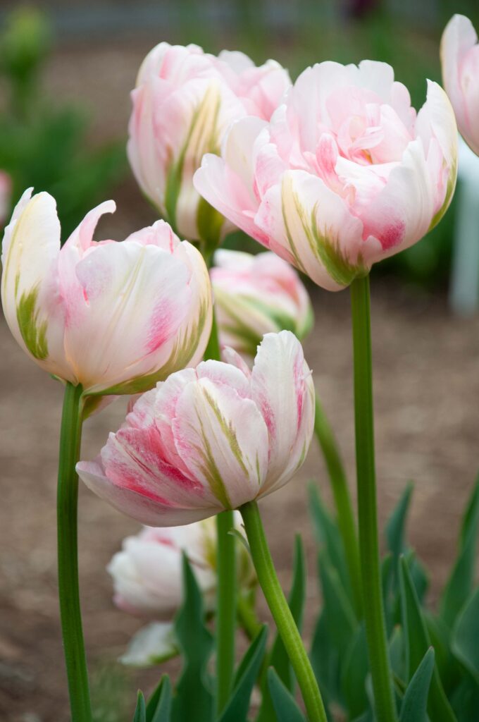 Pink and white double tulips Finola from Colorblends.