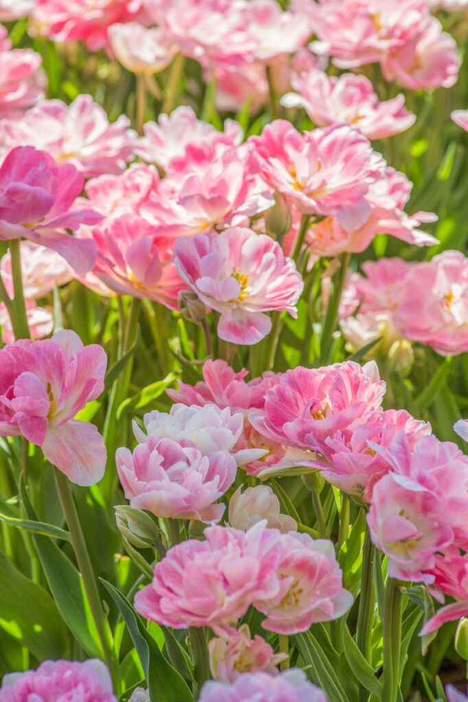 Pink and white double tulips Finola from Colorblends.