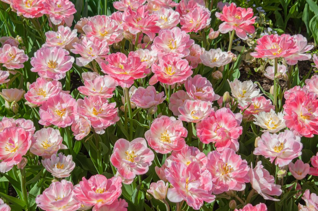 Pink and white double tulips Finola from Colorblends.