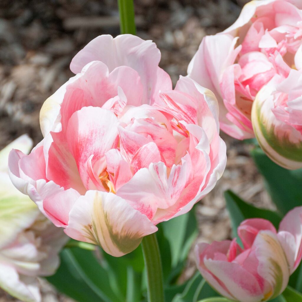 Pink and white double tulips Finola from Colorblends.