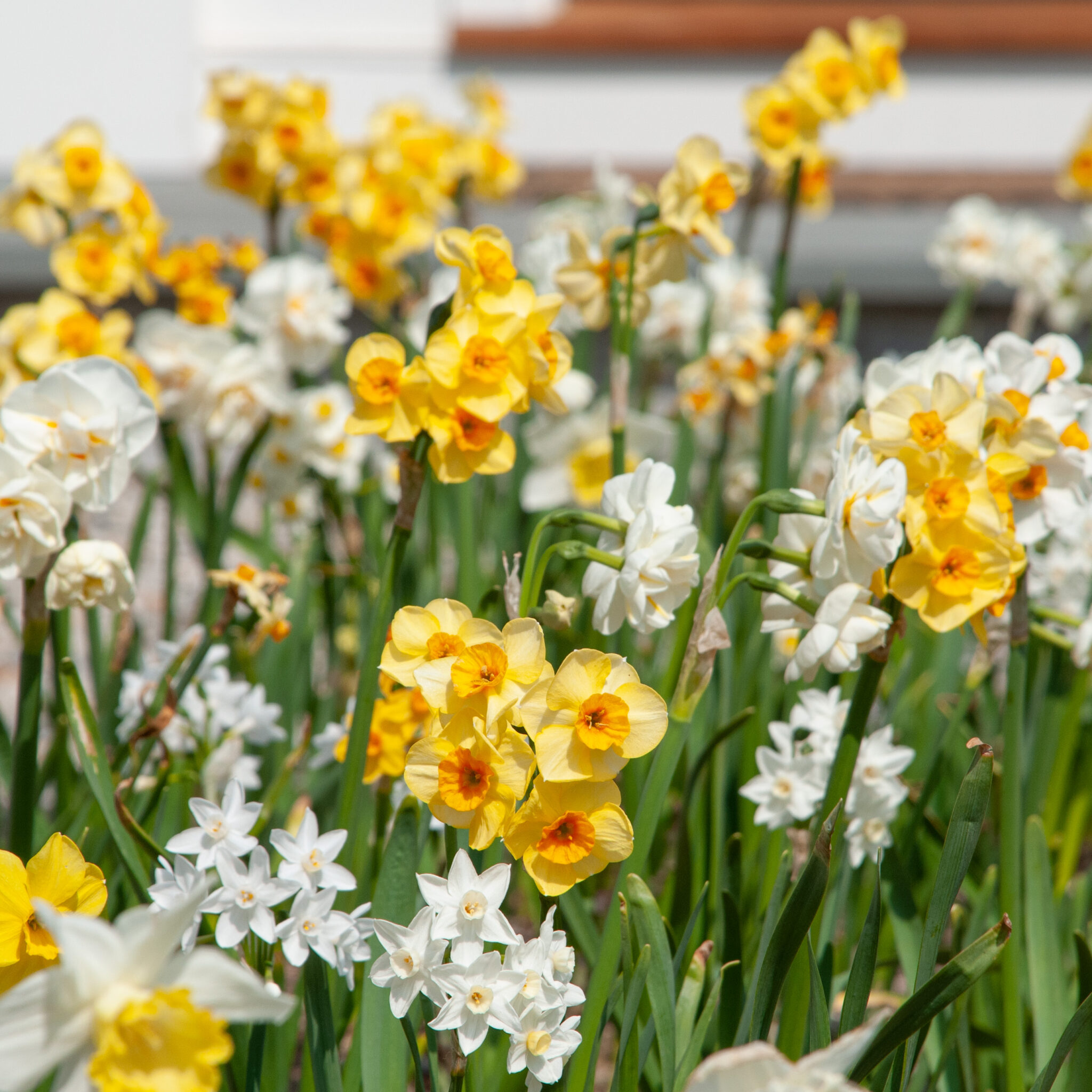 15 Great Types of Daffodils