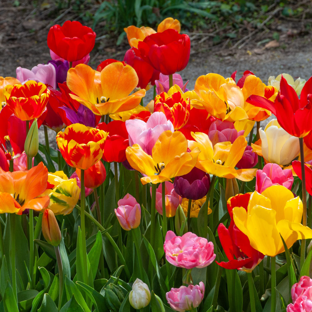 All-Everything Tulip Mix