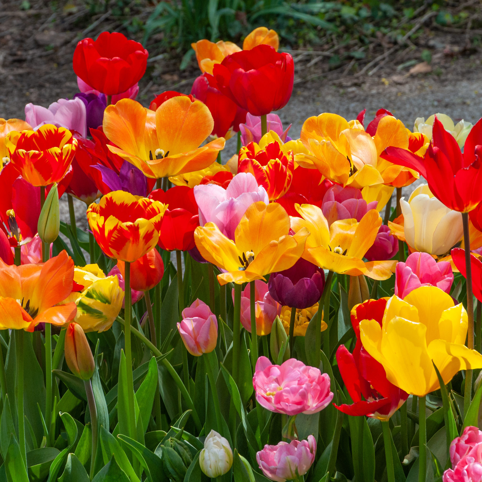 All-Everything Tulip Mix™ | Wholesale Pricing | Colorblends®