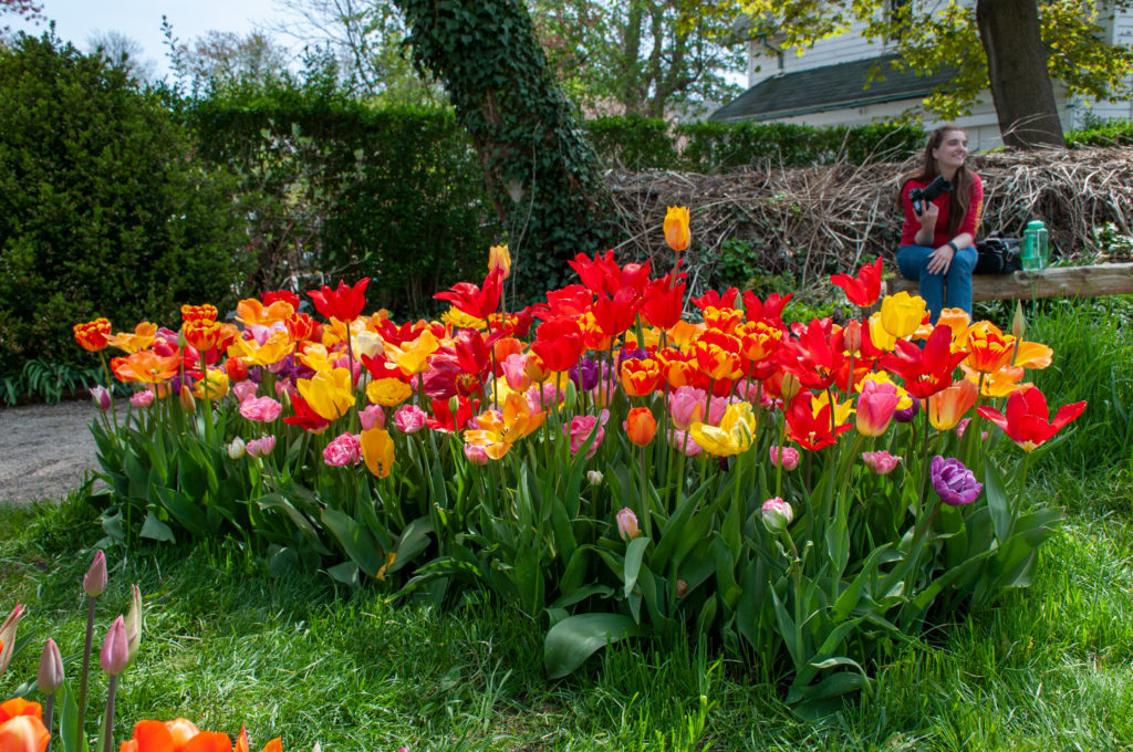 All-Everything Tulip Mix planted in a rectangle plot. Grass surrounds it and a person sits in the background.