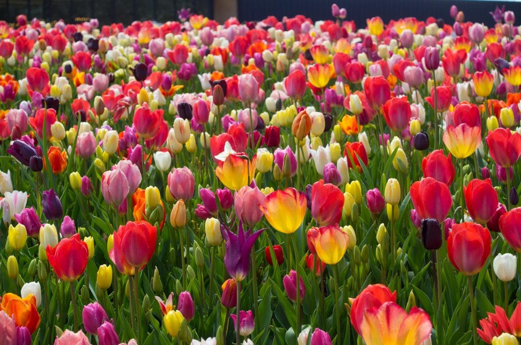 All-Everything Tulip Mix planted in a field.