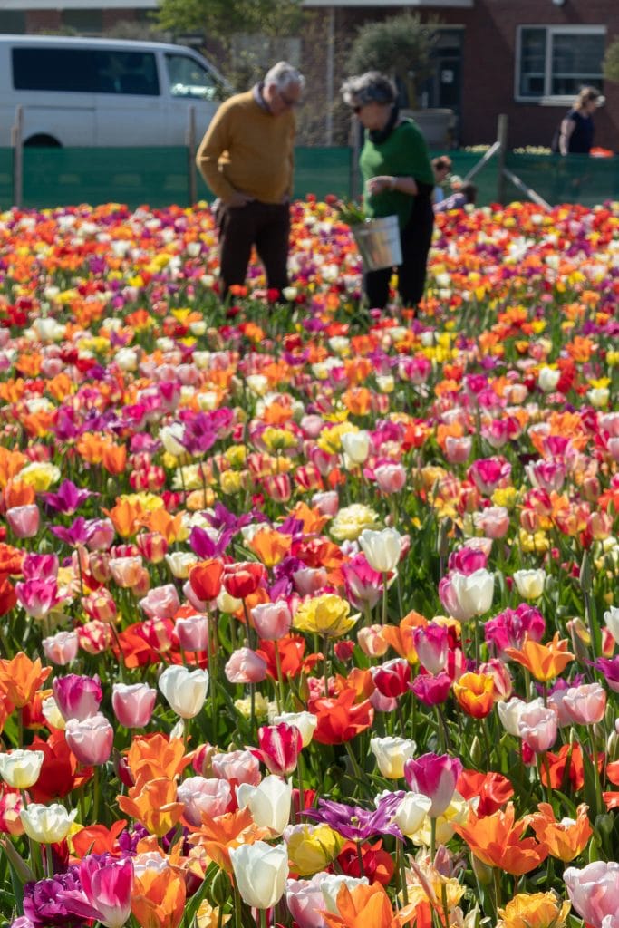 All-Everything Tulip Mix planted in a field. Two people are in the distance picking tulips and placing in a bucket.