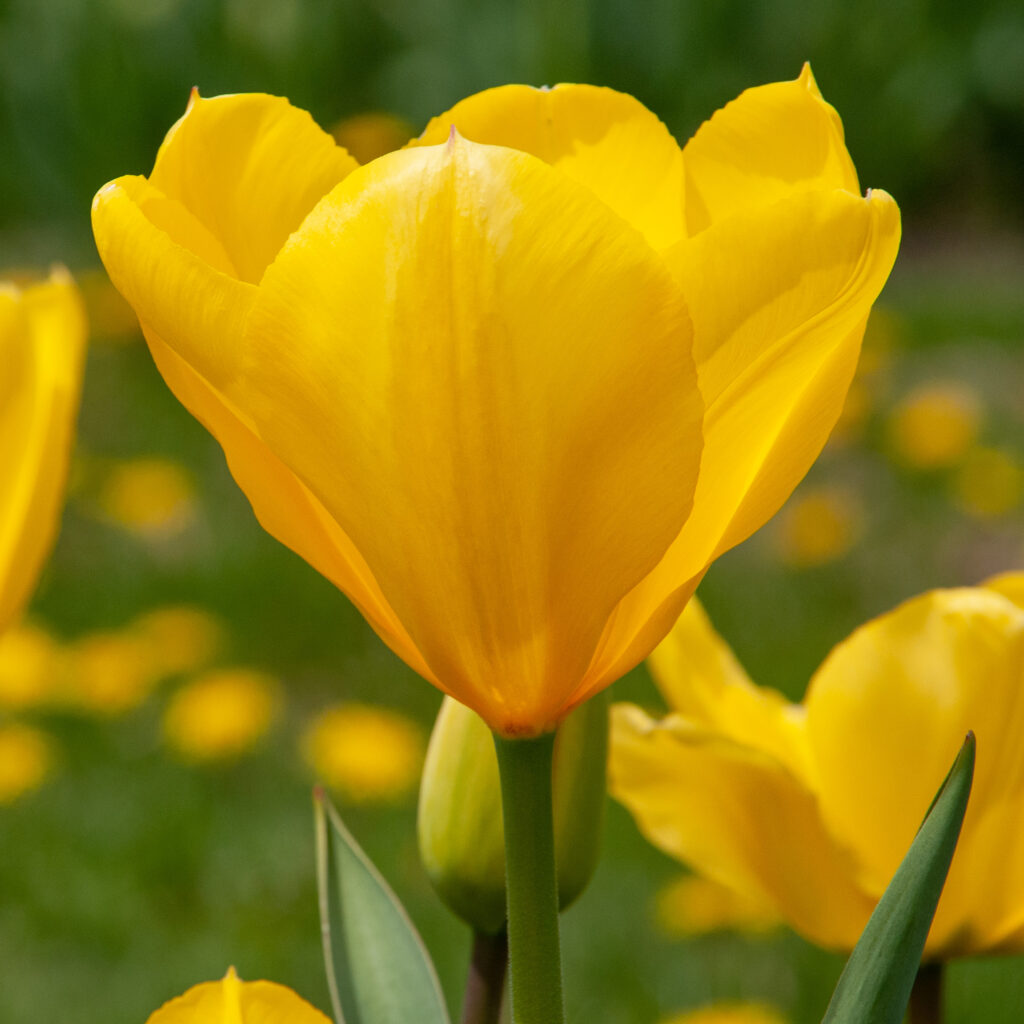 Square image of a Golden Purissima tulip, mostly open in the sun.