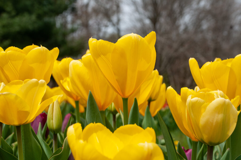 Golden Purissima tulips