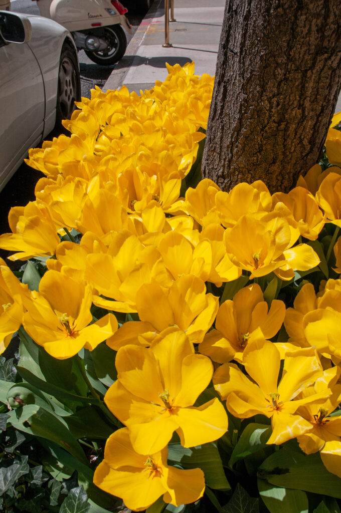 Golden Purissima tulips opened all the way in bright sunlight. The tulips are planted in a roadside bed.