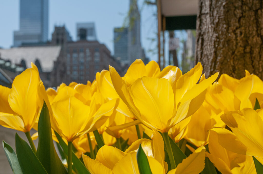 Golden Purissima tulips open in the sun against an urban background.