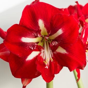 Barbados Amaryllis Bulbs Colorblends